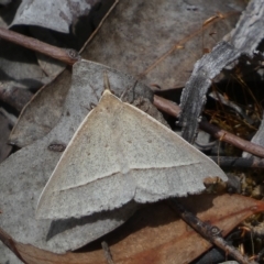 Epidesmia hypenaria (Long-nosed Epidesmia) at Mount Jerrabomberra - 13 Mar 2023 by SteveBorkowskis