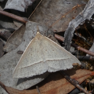 Epidesmia hypenaria at Jerrabomberra, NSW - 13 Mar 2023 01:14 PM