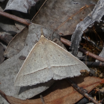 Epidesmia hypenaria (Long-nosed Epidesmia) at Mount Jerrabomberra - 13 Mar 2023 by SteveBorkowskis