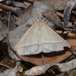 Epidesmia hypenaria at Jerrabomberra, NSW - 13 Mar 2023 01:14 PM