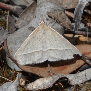 Epidesmia hypenaria at Jerrabomberra, NSW - 13 Mar 2023 01:14 PM