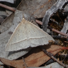 Epidesmia hypenaria at Jerrabomberra, NSW - 13 Mar 2023 01:14 PM