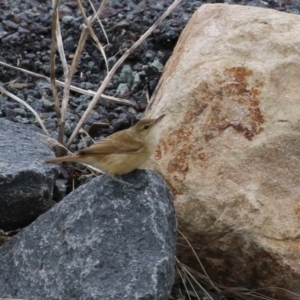 Acrocephalus australis at Isabella Plains, ACT - 25 Mar 2023 11:21 AM