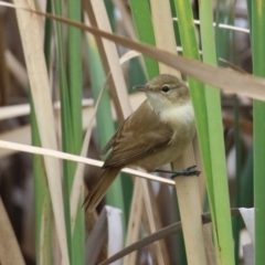 Acrocephalus australis at Isabella Plains, ACT - 25 Mar 2023 11:21 AM