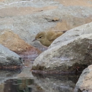 Acrocephalus australis at Isabella Plains, ACT - 25 Mar 2023