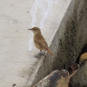 Acrocephalus australis at Isabella Plains, ACT - 25 Mar 2023 11:21 AM