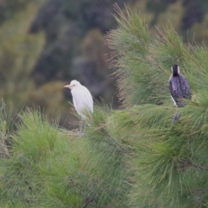 Bubulcus coromandus at Isabella Plains, ACT - 25 Mar 2023