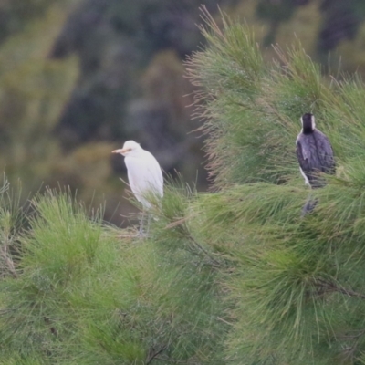 Bubulcus coromandus (Eastern Cattle Egret) at Isabella Plains, ACT - 25 Mar 2023 by RodDeb