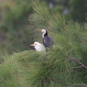 Bubulcus coromandus at Isabella Plains, ACT - 25 Mar 2023