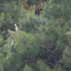 Bubulcus coromandus at Isabella Plains, ACT - 25 Mar 2023