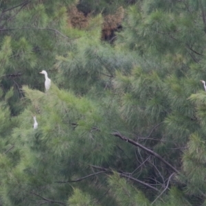 Bubulcus coromandus at Isabella Plains, ACT - 25 Mar 2023