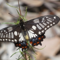 Papilio anactus (Dainty Swallowtail) at Mount Jerrabomberra - 13 Mar 2023 by Steve_Bok