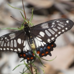 Papilio anactus at Jerrabomberra, NSW - 13 Mar 2023 01:15 PM