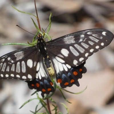 Papilio anactus (Dainty Swallowtail) at Mount Jerrabomberra - 13 Mar 2023 by Steve_Bok