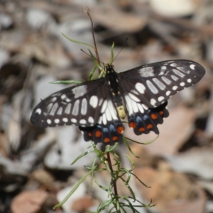 Papilio anactus at Jerrabomberra, NSW - 13 Mar 2023 01:15 PM