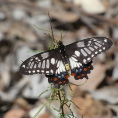 Papilio anactus at Jerrabomberra, NSW - 13 Mar 2023 01:15 PM