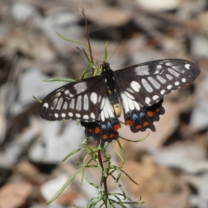 Papilio anactus at Jerrabomberra, NSW - 13 Mar 2023 01:15 PM