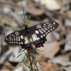 Papilio anactus at Jerrabomberra, NSW - 13 Mar 2023 01:15 PM