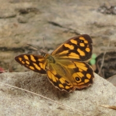 Heteronympha paradelpha (Spotted Brown) at ANBG - 24 Mar 2023 by Christine