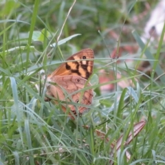Heteronympha paradelpha at Acton, ACT - 24 Mar 2023 02:55 PM
