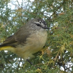 Acanthiza chrysorrhoa at Jerrabomberra, NSW - 25 Mar 2023