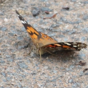 Vanessa kershawi at Molonglo Valley, ACT - 24 Mar 2023 04:03 PM