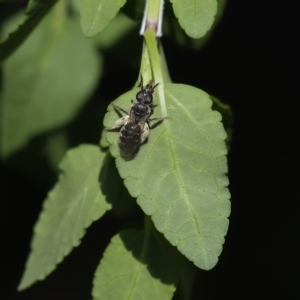 Lasioglossum (Chilalictus) sp. (genus & subgenus) at Higgins, ACT - 24 Mar 2023