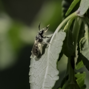 Lasioglossum (Chilalictus) sp. (genus & subgenus) at Higgins, ACT - 24 Mar 2023