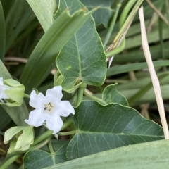 Araujia sericifera (Moth Plant) at Acton, ACT - 25 Mar 2023 by NedJohnston