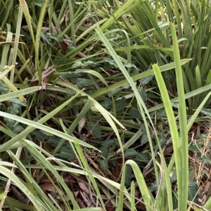 Araujia sericifera at Acton, ACT - 25 Mar 2023