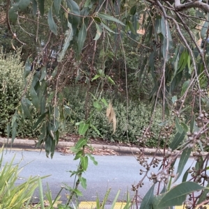 Araujia sericifera at Acton, ACT - 25 Mar 2023 01:29 PM