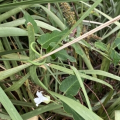 Araujia sericifera at Acton, ACT - 25 Mar 2023