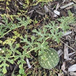 Citrullus amarus at Acton, ACT - 25 Mar 2023