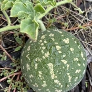 Citrullus amarus at Acton, ACT - 25 Mar 2023