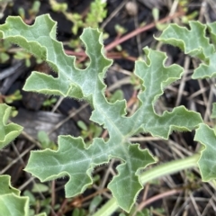 Citrullus amarus at Acton, ACT - 25 Mar 2023