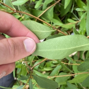 Billardiera heterophylla at Acton, ACT - 25 Mar 2023