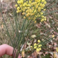 Acacia subulata at Acton, ACT - 25 Mar 2023 02:51 PM