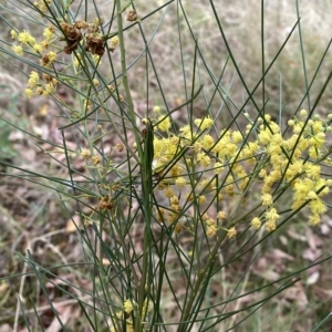 Acacia subulata at Acton, ACT - 25 Mar 2023 02:51 PM