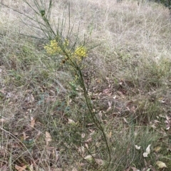 Acacia subulata at Acton, ACT - 25 Mar 2023 02:51 PM