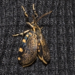 Cebysa leucotelus (Australian Bagmoth) at Deakin, ACT - 21 Mar 2023 by AlisonMilton