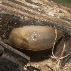 Ambigolimax nyctelia (Striped Field Slug) at Red Hill Nature Reserve - 21 Mar 2023 by AlisonMilton