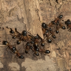 Camponotus consobrinus at Deakin, ACT - 22 Mar 2023