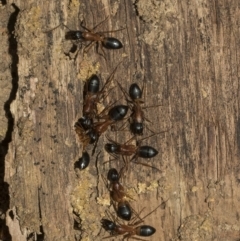 Camponotus consobrinus at Deakin, ACT - 22 Mar 2023