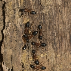 Camponotus consobrinus at Deakin, ACT - 22 Mar 2023 09:00 AM