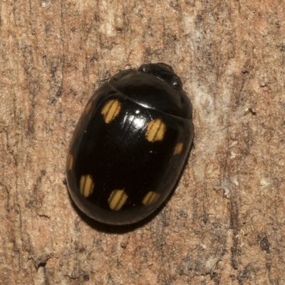 Paropsisterna octosignata (Eucalyptus leaf beetle) at Deakin, ACT - 21 Mar 2023 by AlisonMilton