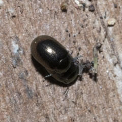 Chrysolina quadrigemina (Greater St Johns Wort beetle) at Deakin, ACT - 22 Mar 2023 by AlisonMilton