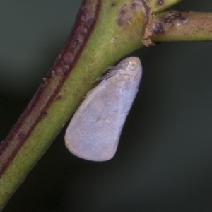 Anzora unicolor at Deakin, ACT - 22 Mar 2023