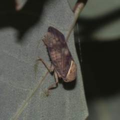 Brunotartessus fulvus (Yellow-headed Leafhopper) at Deakin, ACT - 21 Mar 2023 by AlisonMilton