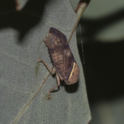 Brunotartessus fulvus (Yellow-headed Leafhopper) at Deakin, ACT - 21 Mar 2023 by AlisonMilton