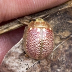 Paropsisterna decolorata (A Eucalyptus leaf beetle) at Deakin, ACT - 22 Mar 2023 by AlisonMilton